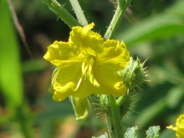 Fotografia da espécie Solanum rostratum