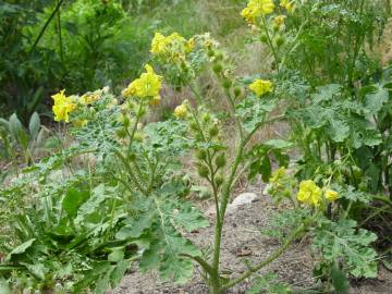 Fotografia da espécie Solanum rostratum