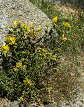 Fotografia 14 da espécie Solanum rostratum no Jardim Botânico UTAD