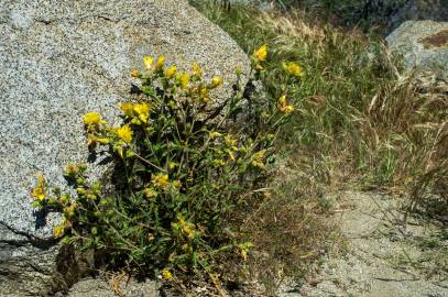 Fotografia da espécie Solanum rostratum