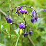 Fotografia 13 da espécie Solanum dulcamara do Jardim Botânico UTAD