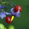 Fotografia 14 da espécie Solanum dulcamara do Jardim Botânico UTAD