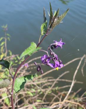 Fotografia 16 da espécie Solanum dulcamara no Jardim Botânico UTAD