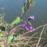 Fotografia 16 da espécie Solanum dulcamara do Jardim Botânico UTAD