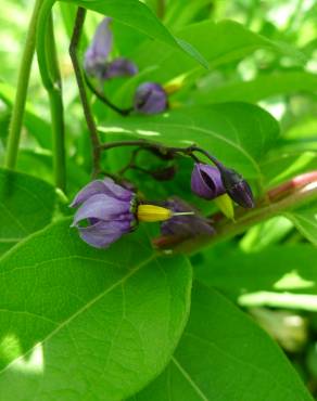 Fotografia 17 da espécie Solanum dulcamara no Jardim Botânico UTAD