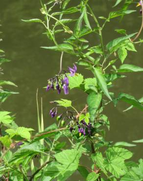 Fotografia 19 da espécie Solanum dulcamara no Jardim Botânico UTAD