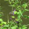 Fotografia 19 da espécie Solanum dulcamara do Jardim Botânico UTAD