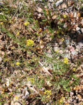 Fotografia 8 da espécie Sisymbrium irio no Jardim Botânico UTAD