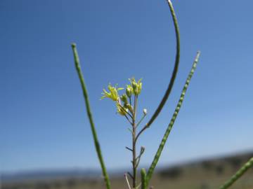 Fotografia da espécie Sisymbrium irio