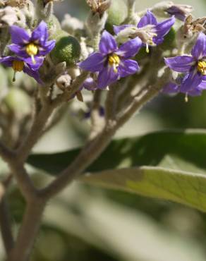Fotografia 9 da espécie Solanum mauritianum no Jardim Botânico UTAD