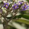 Fotografia 9 da espécie Solanum mauritianum do Jardim Botânico UTAD