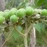 Fotografia 10 da espécie Solanum mauritianum do Jardim Botânico UTAD