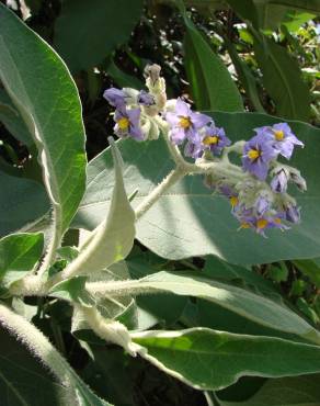 Fotografia 12 da espécie Solanum mauritianum no Jardim Botânico UTAD