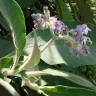 Fotografia 12 da espécie Solanum mauritianum do Jardim Botânico UTAD