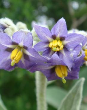 Fotografia 13 da espécie Solanum mauritianum no Jardim Botânico UTAD