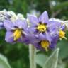 Fotografia 13 da espécie Solanum mauritianum do Jardim Botânico UTAD