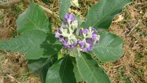 Fotografia da espécie Solanum mauritianum