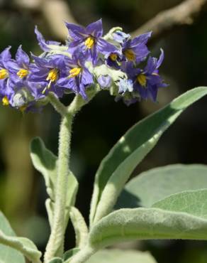 Fotografia 16 da espécie Solanum mauritianum no Jardim Botânico UTAD