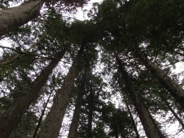 Fotografia da espécie Sequoia sempervirens