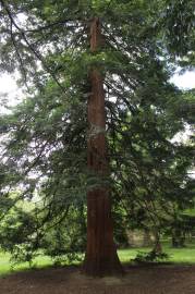 Fotografia da espécie Sequoia sempervirens