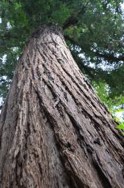 Fotografia da espécie Sequoia sempervirens