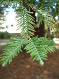 Fotografia da espécie Sequoia sempervirens