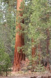 Fotografia da espécie Sequoiadendron giganteum