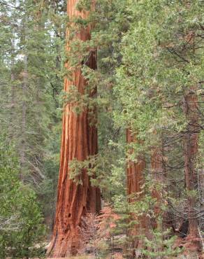 Fotografia 11 da espécie Sequoiadendron giganteum no Jardim Botânico UTAD