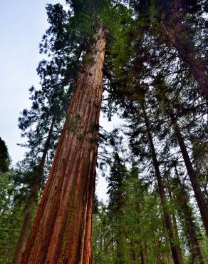 Fotografia 12 da espécie Sequoiadendron giganteum no Jardim Botânico UTAD