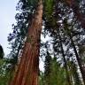 Fotografia 12 da espécie Sequoiadendron giganteum do Jardim Botânico UTAD