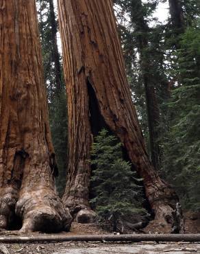 Fotografia 13 da espécie Sequoiadendron giganteum no Jardim Botânico UTAD