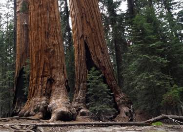 Fotografia da espécie Sequoiadendron giganteum