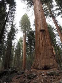 Fotografia da espécie Sequoiadendron giganteum