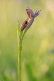 Fotografia da espécie Serapias parviflora