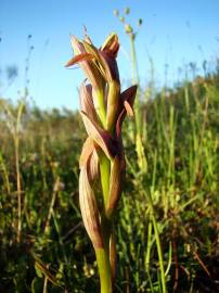 Fotografia da espécie Serapias parviflora