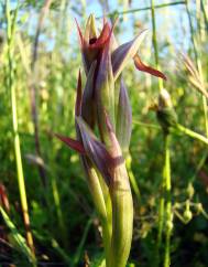 Serapias parviflora