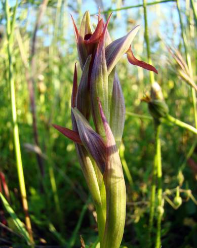 Fotografia de capa Serapias parviflora - do Jardim Botânico