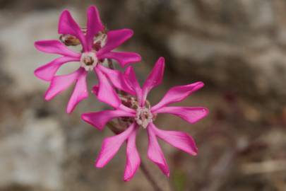 Fotografia da espécie Silene colorata