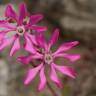 Fotografia 10 da espécie Silene colorata do Jardim Botânico UTAD