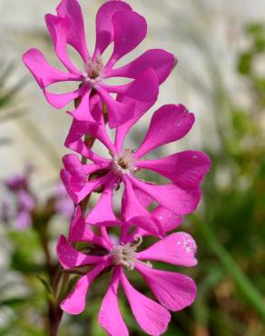 Fotografia 11 da espécie Silene colorata no Jardim Botânico UTAD