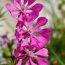 Fotografia 11 da espécie Silene colorata do Jardim Botânico UTAD