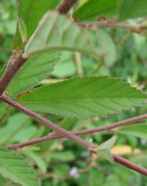 Fotografia 9 da espécie Sida rhombifolia no Jardim Botânico UTAD