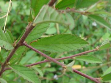 Fotografia da espécie Sida rhombifolia