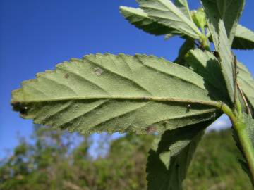 Fotografia da espécie Sida rhombifolia