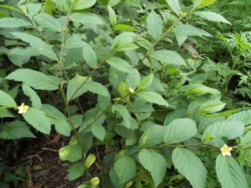 Fotografia da espécie Sida rhombifolia