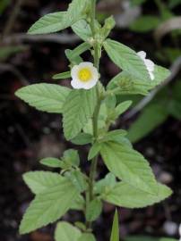 Fotografia da espécie Sida rhombifolia