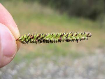 Fotografia da espécie Setaria parviflora