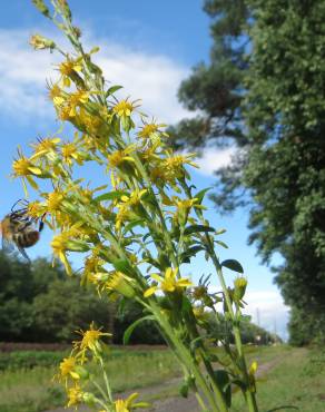 Fotografia 6 da espécie Solidago virgaurea no Jardim Botânico UTAD