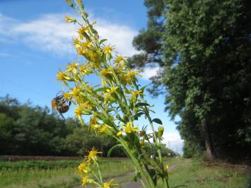Fotografia da espécie Solidago virgaurea