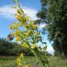 Fotografia 6 da espécie Solidago virgaurea do Jardim Botânico UTAD